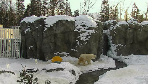 Polar bears in Alaska Zoo