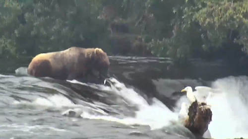 Bears in Brooks Falls Katmai National Park