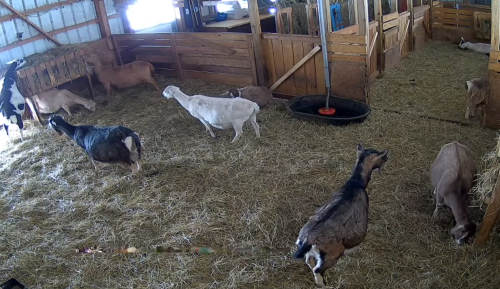 Family goat farm in Salem